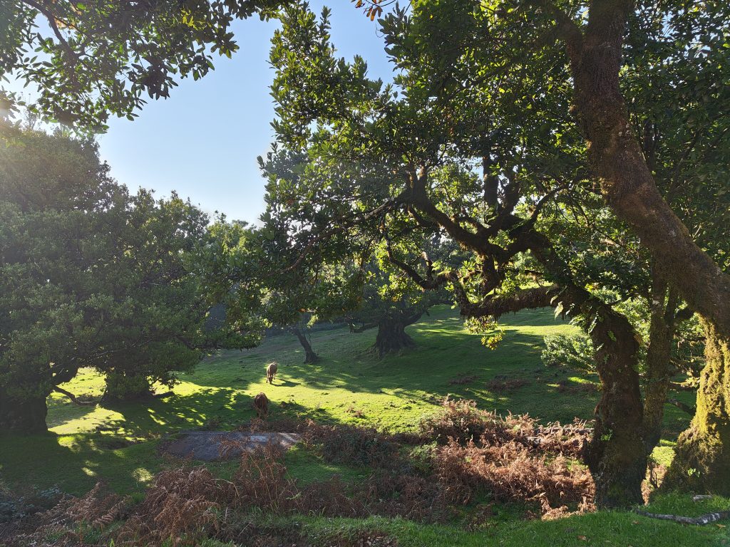 A sunny view of Fanal Forest, a UNESCO-listed site that offers a glimpse into a fairytale world.