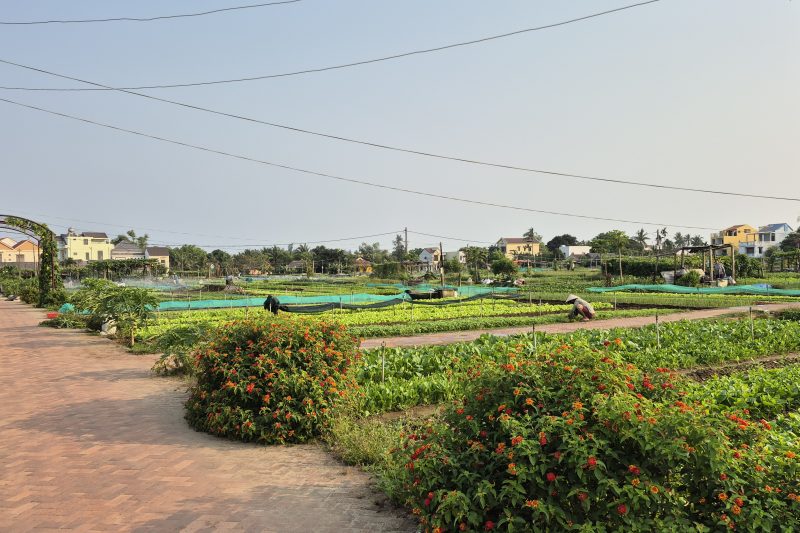 Cycling through Tra Que Vegetable Village during a 6-day Hoi An itinerary